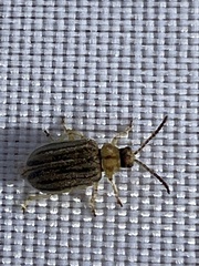Ophraella communa