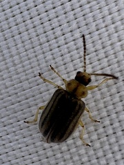 Ophraella communa