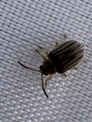 Ophraella communa