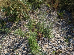 Artemisia longifolia
