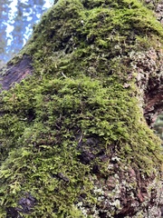 Claopodium crispifolium