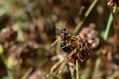 Hypodynerus coarctatus