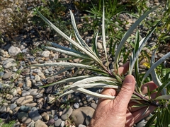 Artemisia longifolia