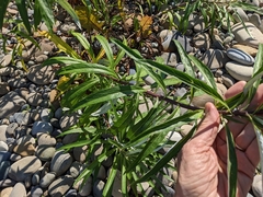 Artemisia longifolia