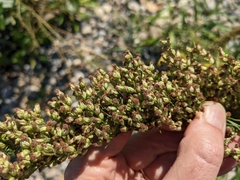 Artemisia longifolia