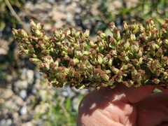 Artemisia longifolia
