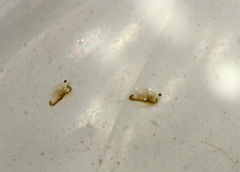 Daphnia