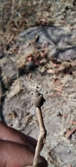 Hyperinae