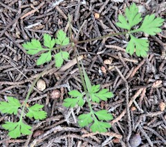 Chaerophyllum tainturieri