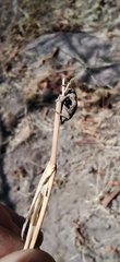 Hyperinae