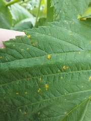 Phragmidium rubi-idaei