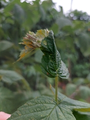 Phragmidium rubi-idaei