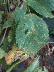 Phragmidium rubi-idaei
