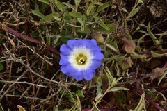 Nolana paradoxa