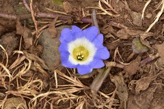 Nolana paradoxa