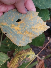 Phragmidium rubi-idaei