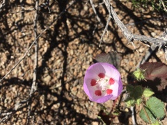 Eremalche rotundifolia