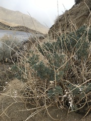 Lupinus albifrons