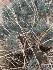 Lupinus albifrons