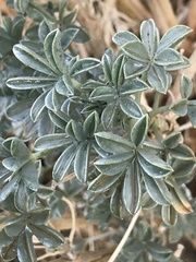 Lupinus albifrons