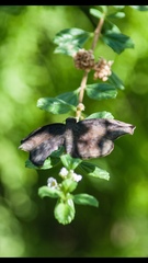 Achlyodini