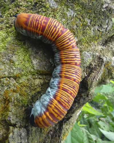 Photo of Fig Sphinx (Pachylia ficus)