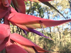 Tillandsia violacea