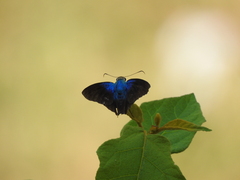 Astraptes fulgerator