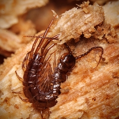 Lithobius