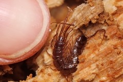 Lithobius
