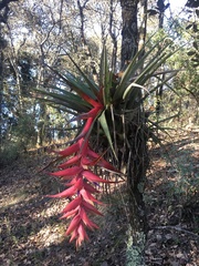 Tillandsia violacea