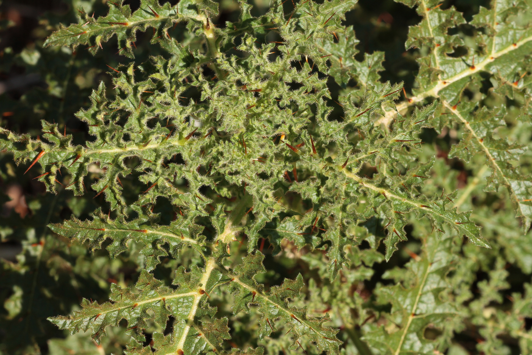 Solanum sisymbriifolium
