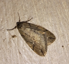 Paleacrita merriccata