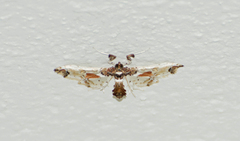 Neoleucinodes elegantalis