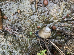 Xerarionta intercisa