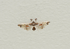 Neoleucinodes elegantalis
