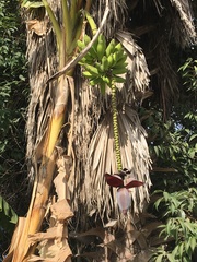 Musa