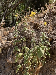 Calceolaria corymbosa