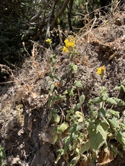 Calceolaria corymbosa