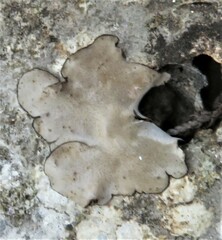 Dermatocarpon miniatum