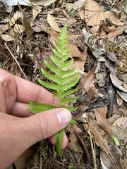 Pelazoneuron kunthii