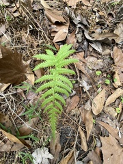 Pelazoneuron kunthii