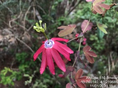 Passiflora edmundoi