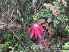 Passiflora edmundoi