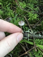Mycena amicta