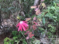 Passiflora edmundoi
