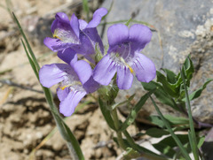 Penstemon eriantherus