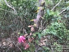 Passiflora edmundoi