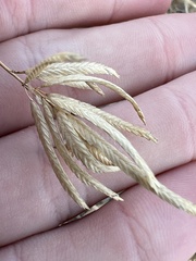Eragrostis reptans