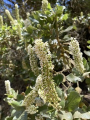 Escallonia pulverulenta